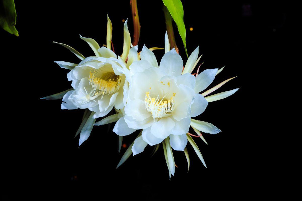 Season's greetings: Epiphyllum – queen of the night - CGTN