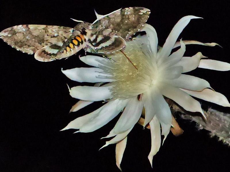 uma flor com mariposa pousada - Nossa, que cheiro de dama-da-noite! Curvem-se à rainha! (V.7, N.2, P.5, 2024)