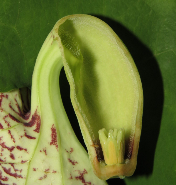 flor cortada - Polinização do cipó-milome: parece planta carnívora, mas não é (V.7, N.3, P.3, 2024)