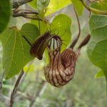 flor da especie aristolochia gracilipenduculata 150x150 - O que aconteceu com a Megafauna da América do Sul? (V.8, N.6, P.3, 2025)