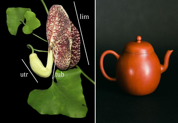 flor e jarro - Polinização do cipó-milome: parece planta carnívora, mas não é (V.7, N.3, P.3, 2024)