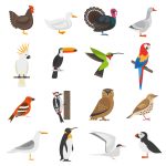 tipos de aves ou passaros 150x150 - (Português do Brasil) Silicone para todas (aplicações)! (V.7, N.4, P.1, 2024)
