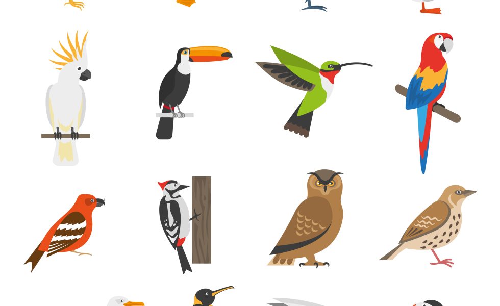 Desenho de diversos tipos de pássaros (ou diversos tipos de aves)