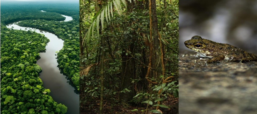 Captura de tela de 2024 04 14 23 41 08 - O impacto do desmatamento na Amazônia em uma população de Rã-de-corredeira na mata atlântica (V.7, N.4, P.3, 2024)