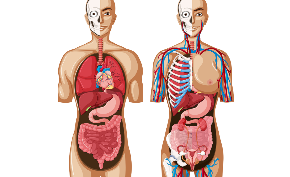 anatomia 980x600 - (Português do Brasil) Onde ficam nossos órgãos? (V.7, N.4, P.5, 2024)