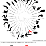 arvore filogenetica dos animais 150x150 - Onde ficam nossos órgãos? (V.7, N.4, P.5, 2024)