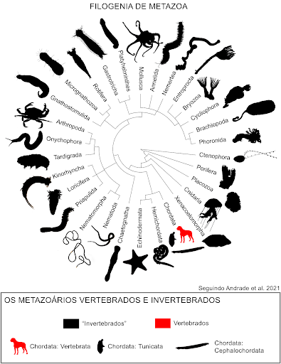 arvore filogenetica dos animais - É adequado chamar animais sem coluna vertebral de invertebrados? (V.7, N.4, P.4, 2024)