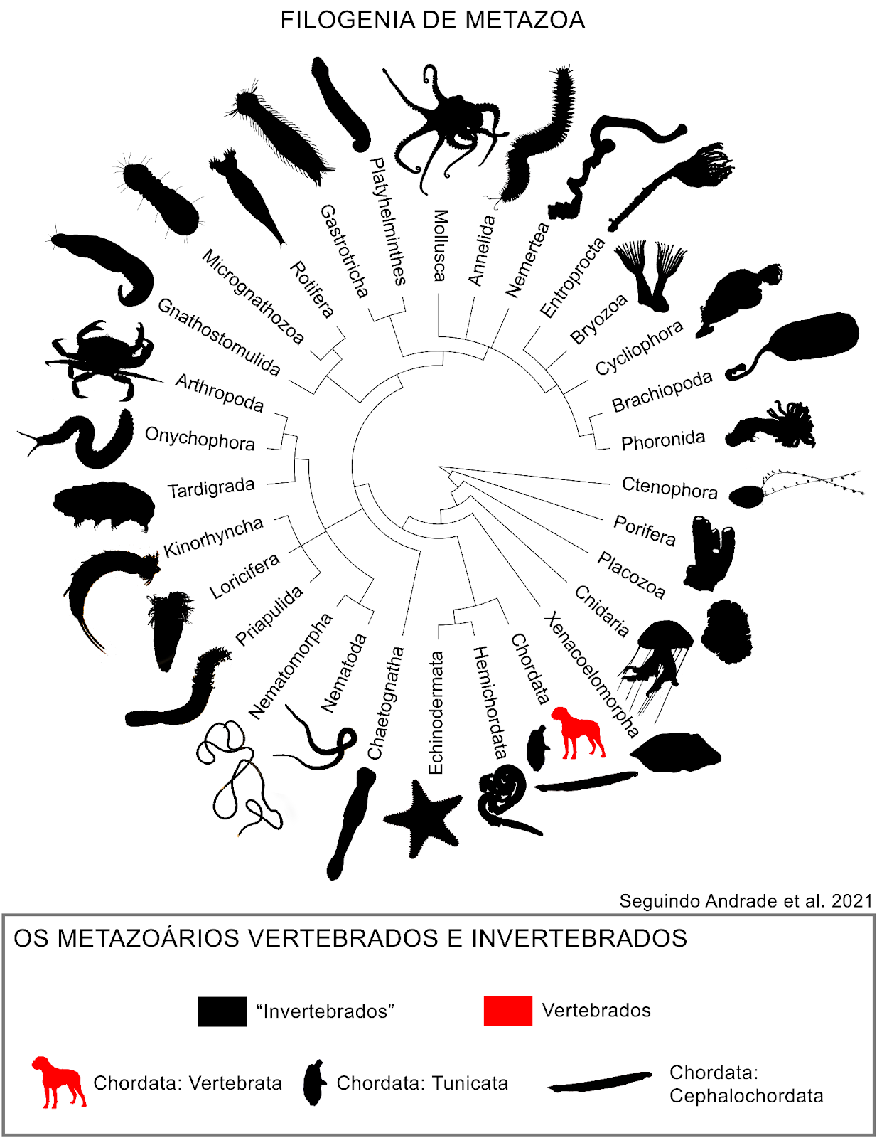 filogenia de metazoa - É adequado chamar animais sem coluna vertebral de invertebrados? (V.7, N.4, P.4, 2024)