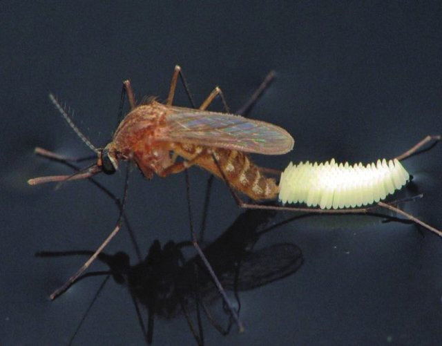 image1 - Como mosquitos caminham sobre a água? (V.7, N.5, P.2, 2024)