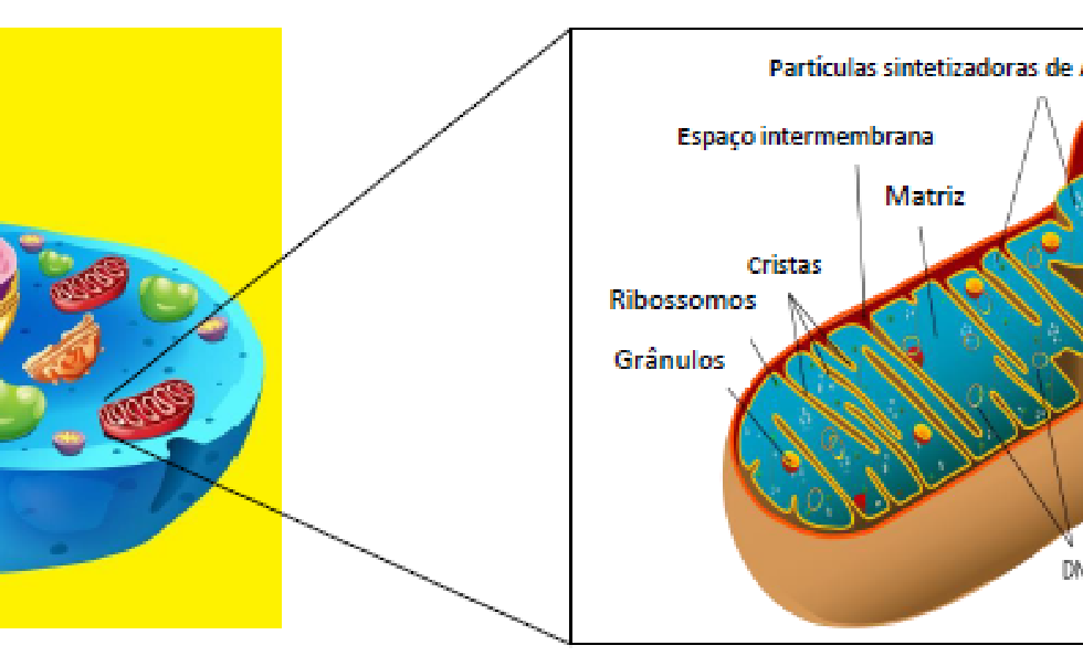 image1 1 980x594 - (Português do Brasil) Engoli uma mitocôndria! A origem dos eucariontes (V.7, N.11, P.4, 2024)