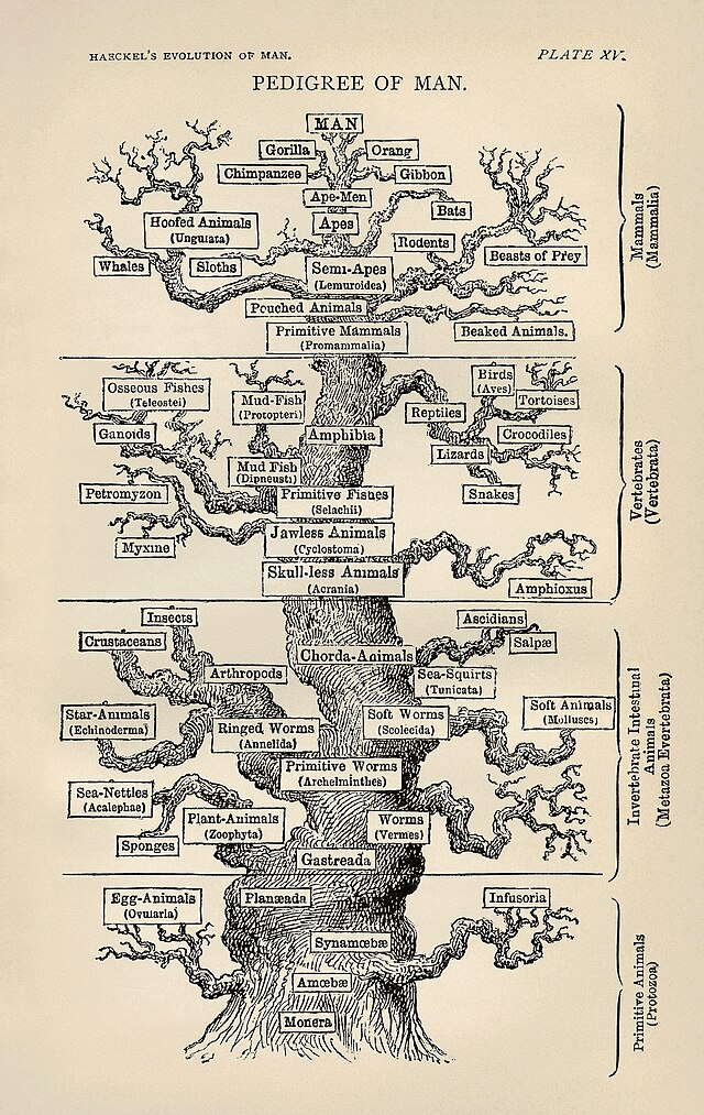 Como conservar a singularidade da vida? Entenda o método EDGE de conservação de espécies (V.8, N.9, P.2, 2025) image4 - Como conservar a singularidade da vida? Entenda o método EDGE de conservação de espécies (V.8, N.9, P.2, 2025)
